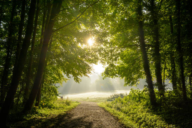 Sunlight through morning mist along a quiet forest path