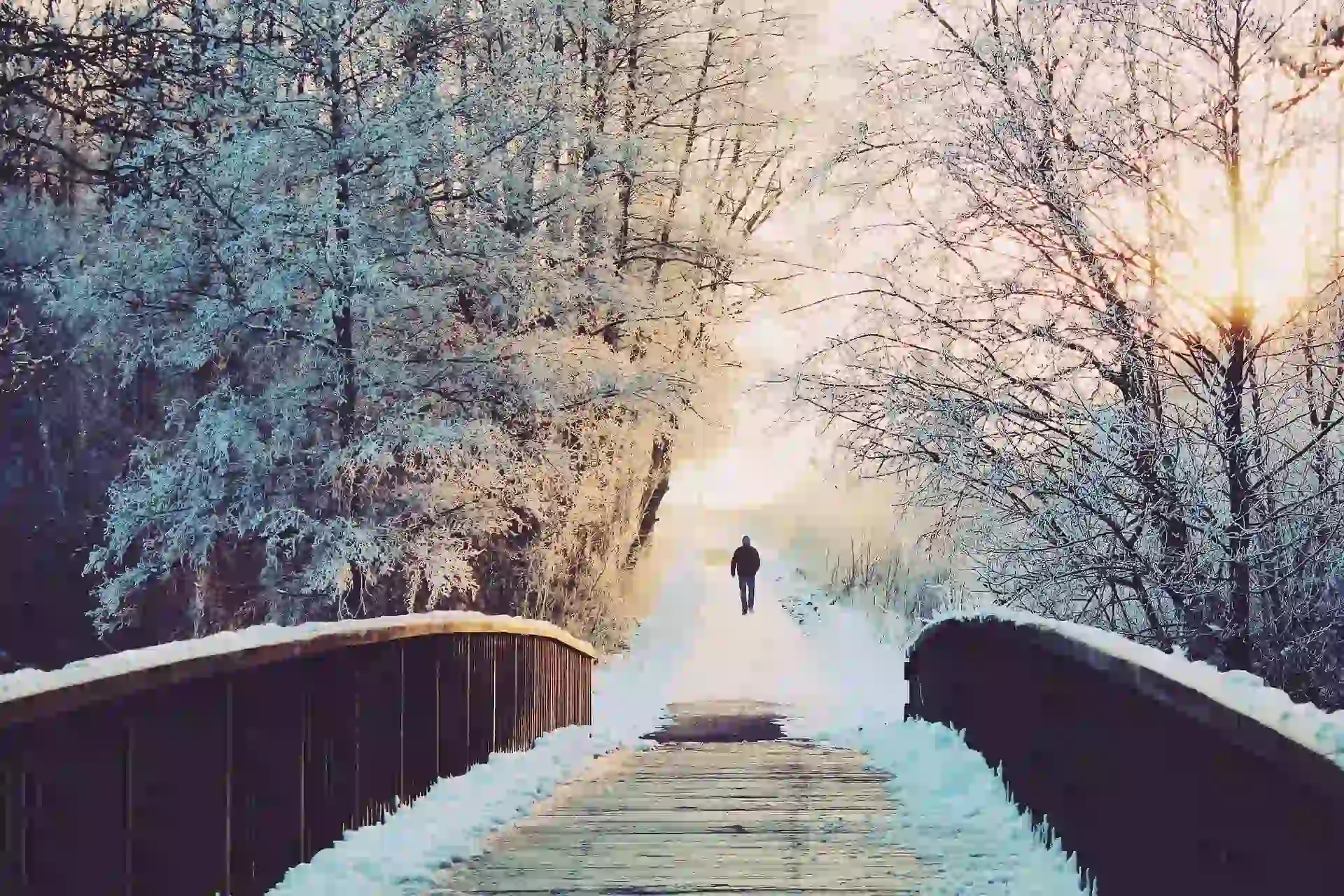 The Beauty of Snow: A Gallery of Winter’s Magic