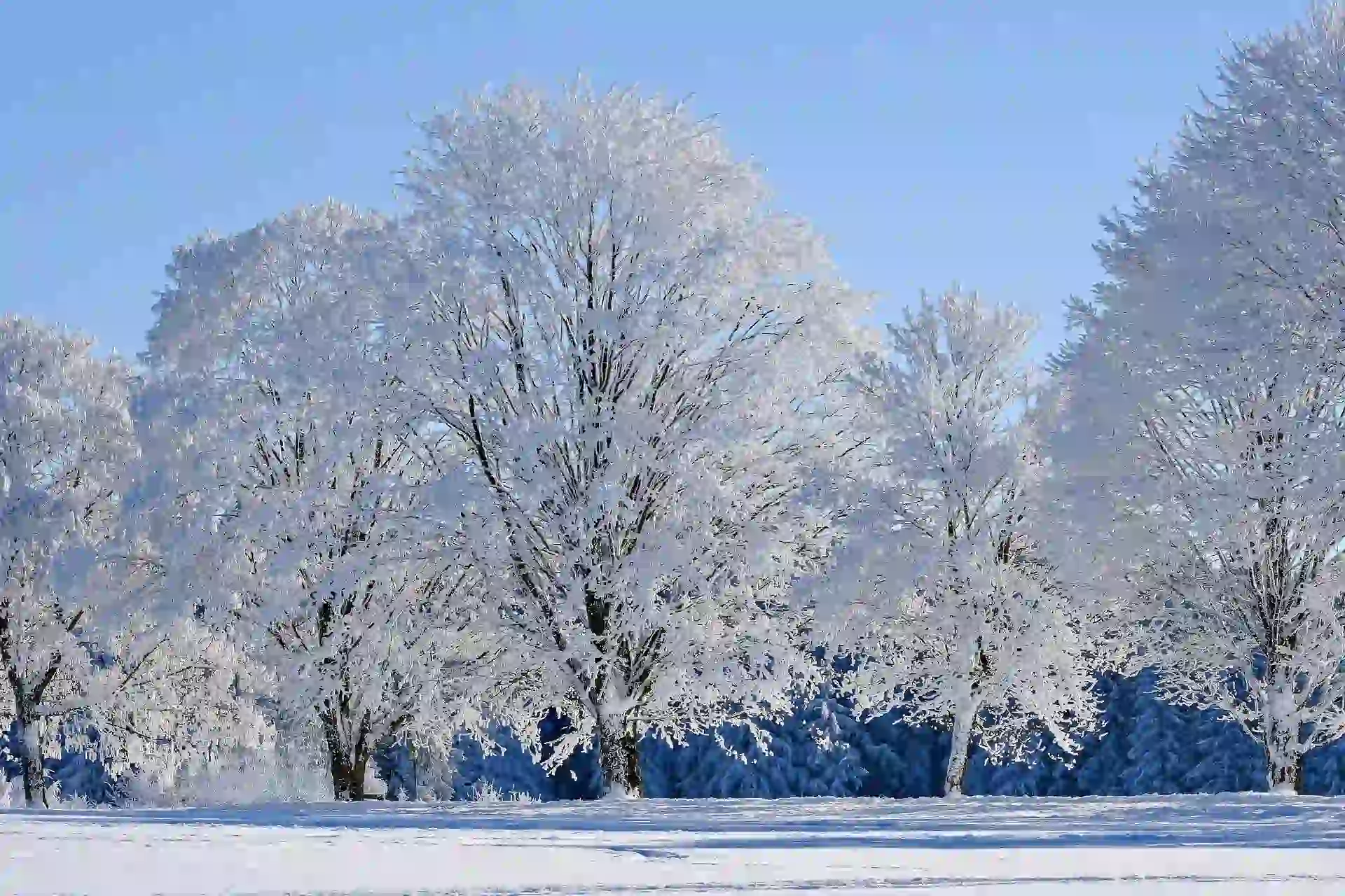 The Beauty of Snow: A Gallery of Winter’s Magic