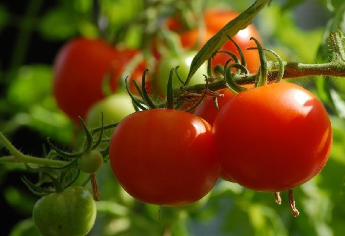 Tomato