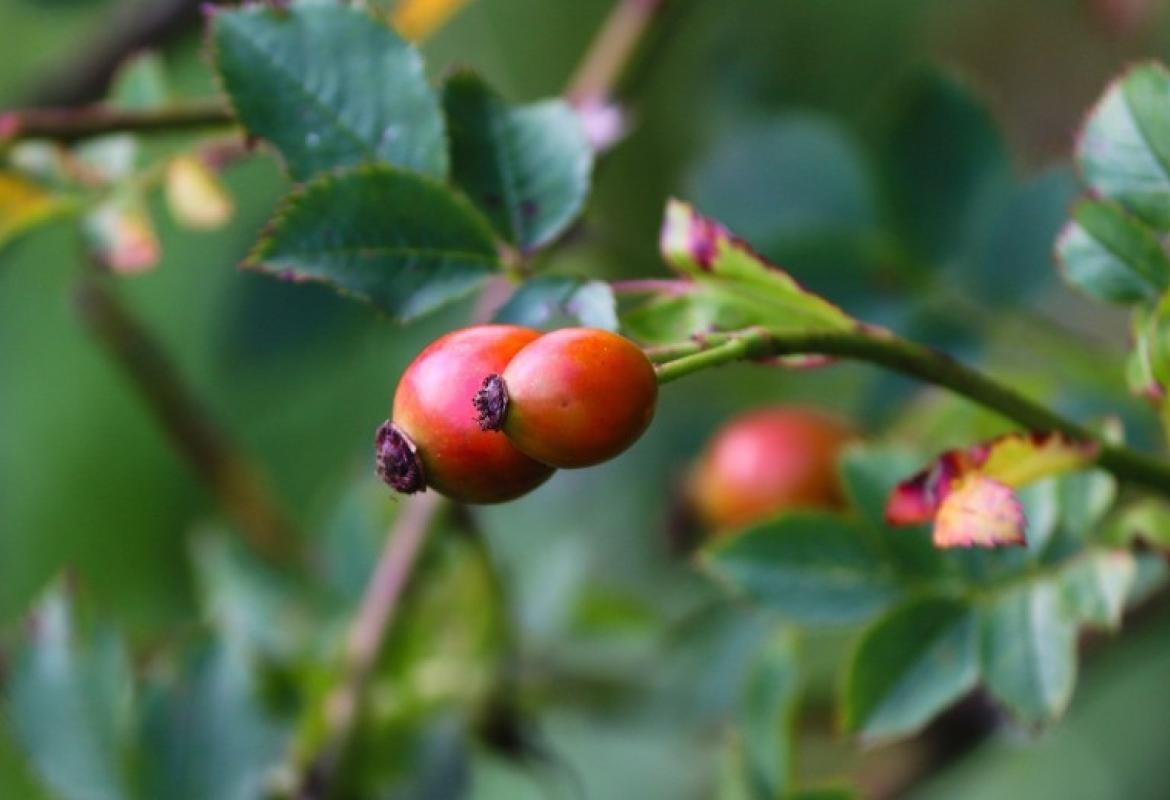 ROSEHIP OIL - THE SCAR ERASER