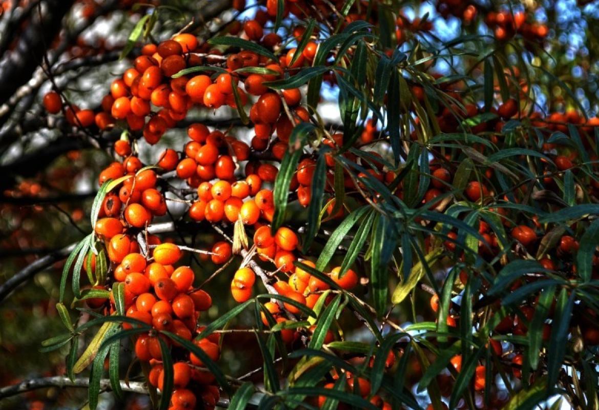 SEA BUCKTHORN OIL - THE BARRIER REPAIR
