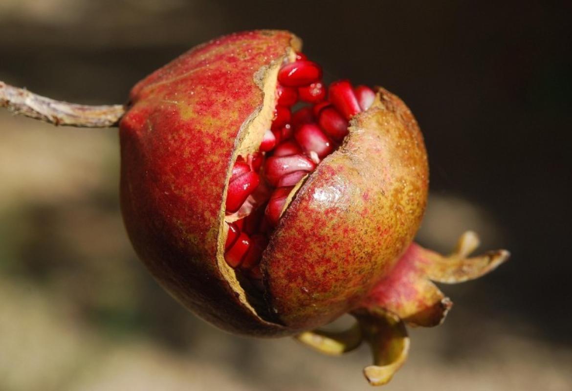 POMEGRANATE EXTRACT - THE SUN DAMAGE REVERSER