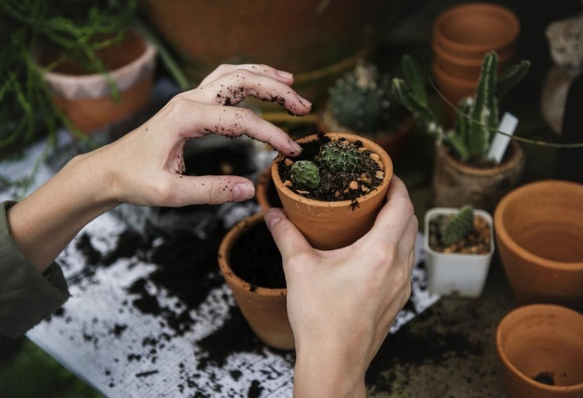 Gardening as Wellness: Cultivating Mind and Body