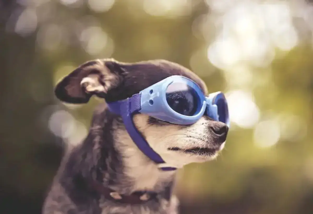 Dog using Doggles in field conditions for eye protection