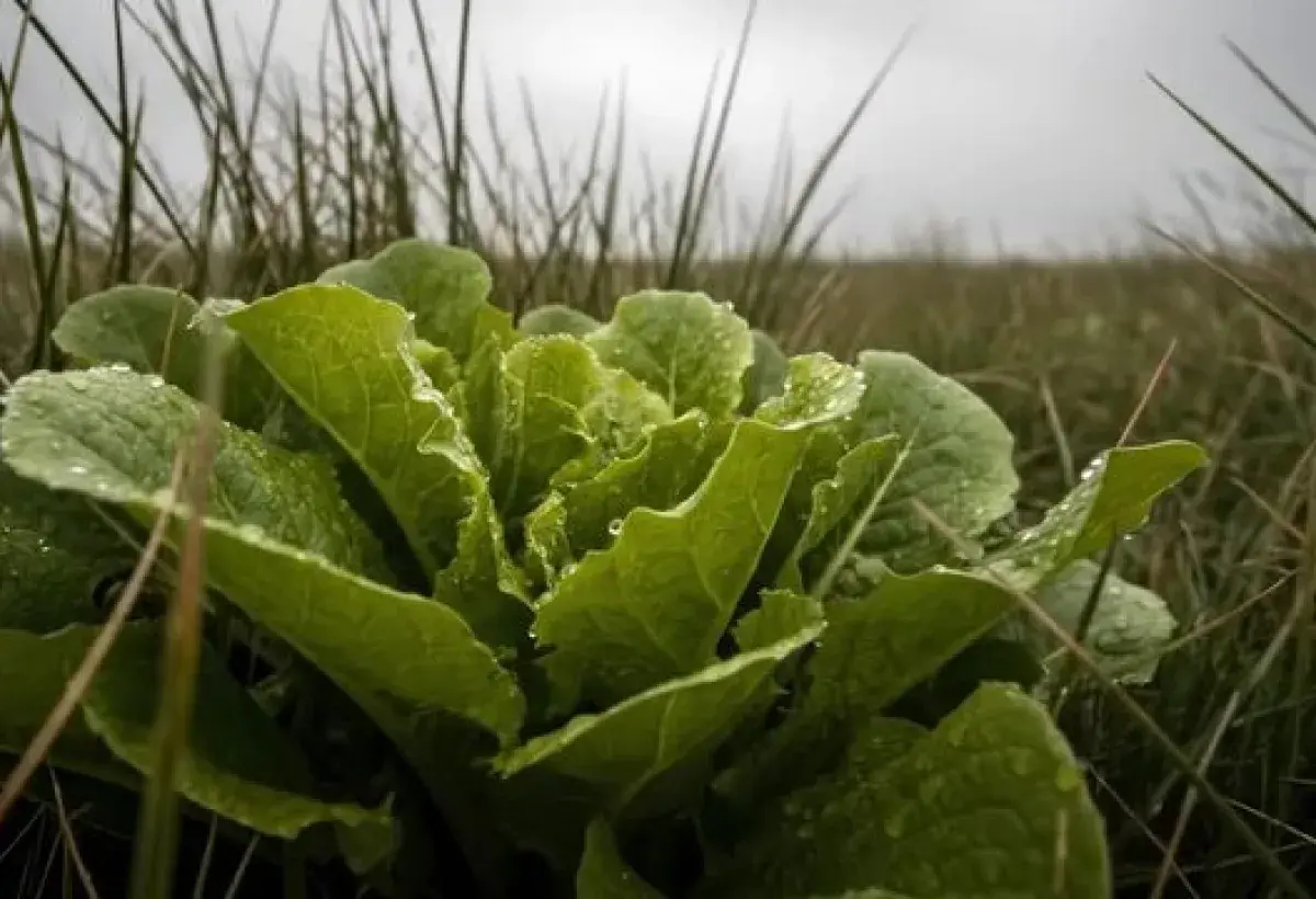 Wild Lettuce Plant Known for Traditional Medicinal Use