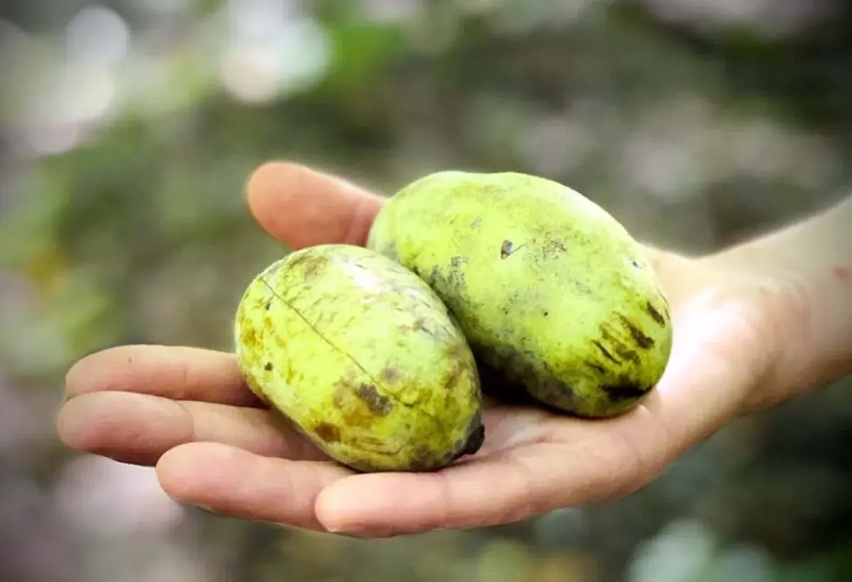 America’s largest native fruit pawpaw held for size comparison