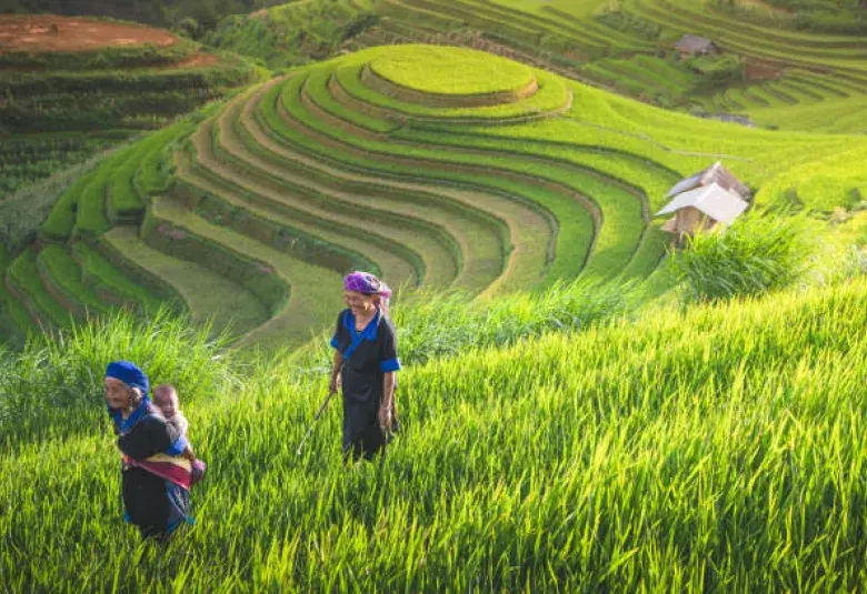 Vietnam Rice Terraces and Senior Lifestyle