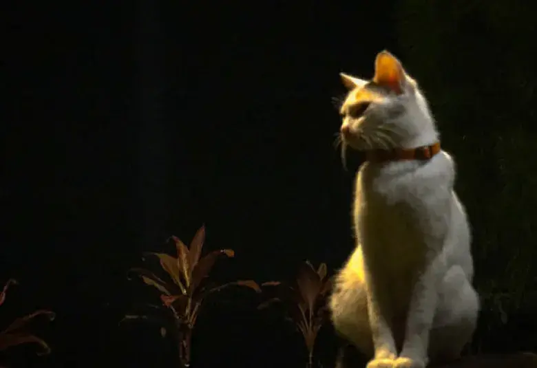 A mystical cat representing magical and spiritual powers