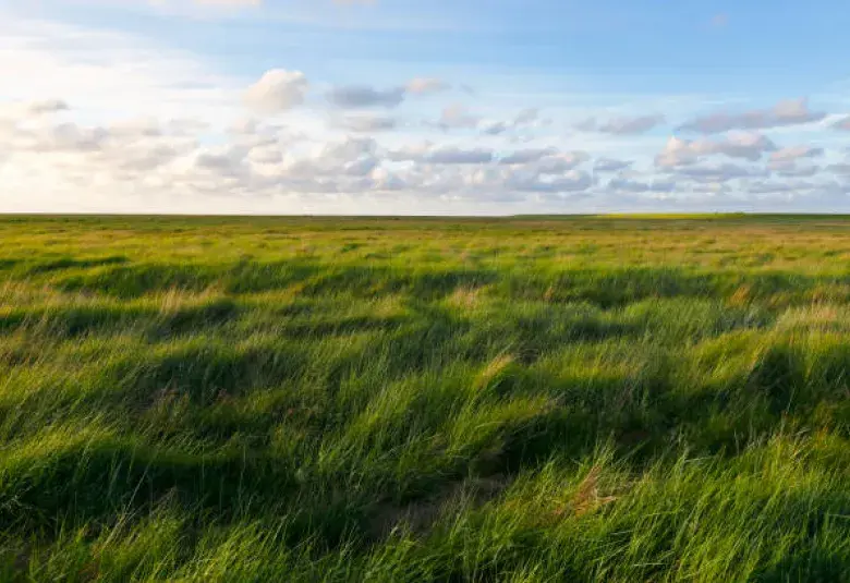 Wind-swept field or meadow