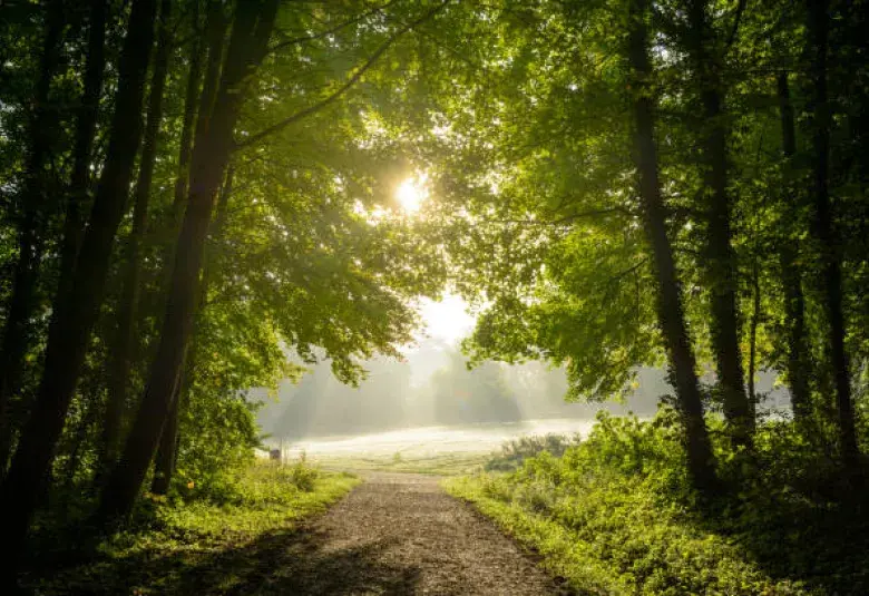 Sunlight through morning mist along a quiet forest path
