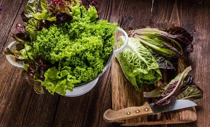 Assorted Lettuce Varieties Displayed Fresh and Crisp