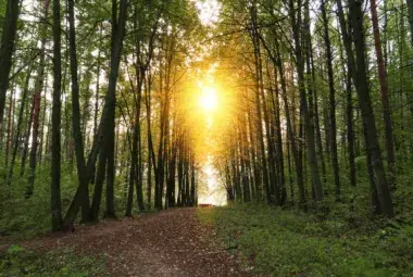 A winding forest path bathed in morning light