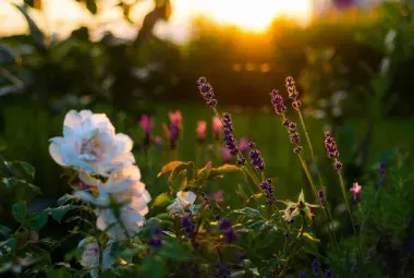 Sunlit garden with blooming roses and lavender at dawn.