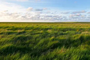 Wind-swept field or meadow