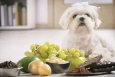 Top 10 Foods You Should Never Feed Your Pets