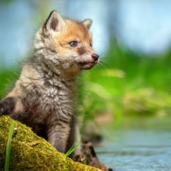 🦊 Fox Cub