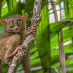 🦥 Tarsier
