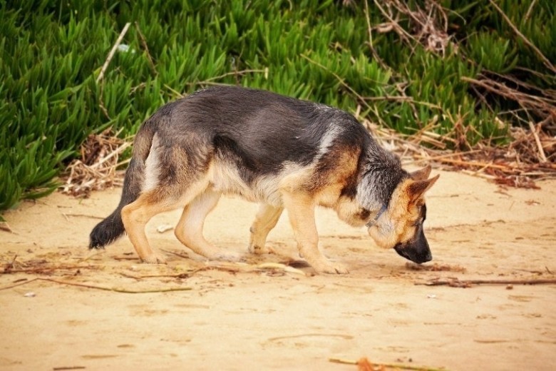 š A Dogās Sense of Smell Is 40x Stronger Than Ours