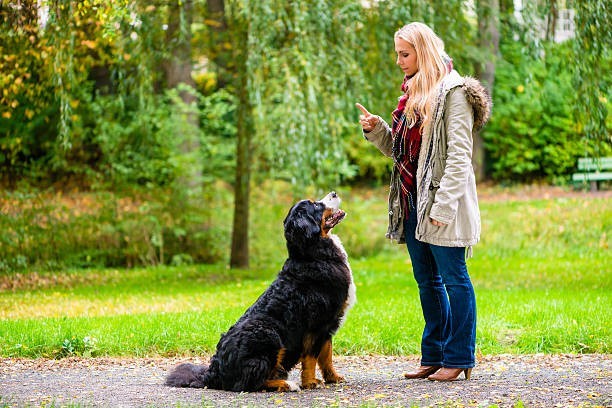 š¶ Dogs Can Understand Up to 250 Words and Gestures