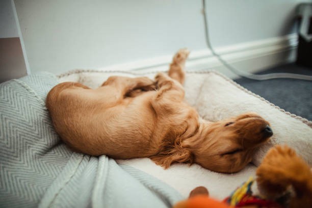 š¤ They Dream Just Like Humans