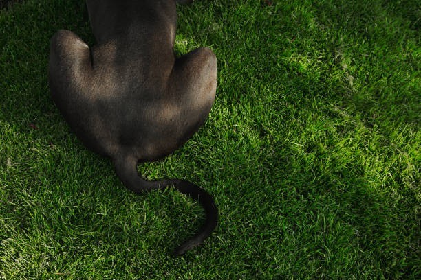 š¬ Tail Wags Have a Language