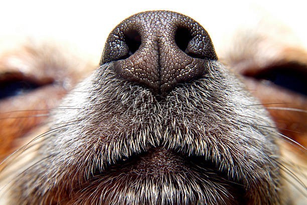 š¾ Each Dogās Nose Print Is Unique