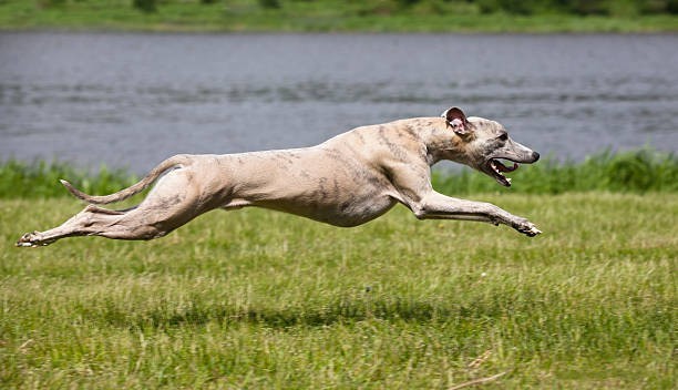 šāāļø Greyhounds Can Reach 45 MPH