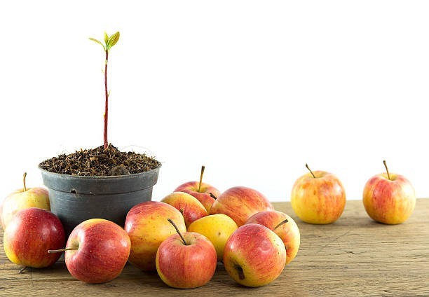 The science of growing apples is called pomology