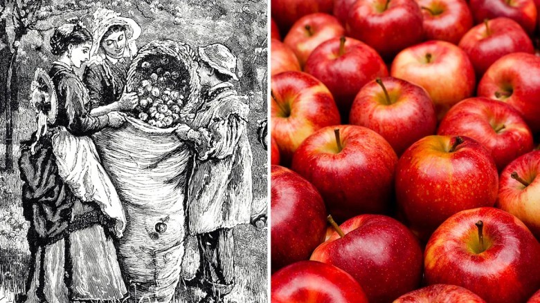 The first apple orchard in America was planted in 1625