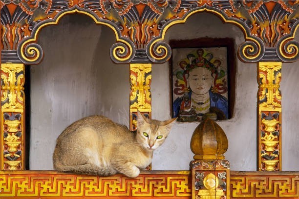 Some cultures believe cats can see spirits