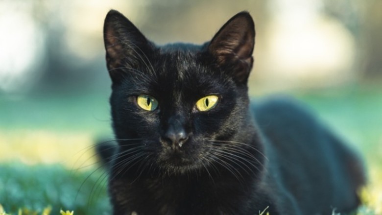 Black cats are good luck in some countries