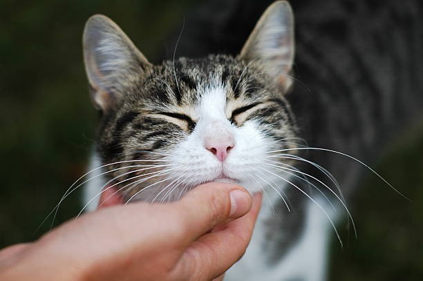 A cat's purr is believed to have healing powers