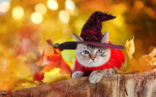 Cats were believed to be witches’ familiars in medieval Europe