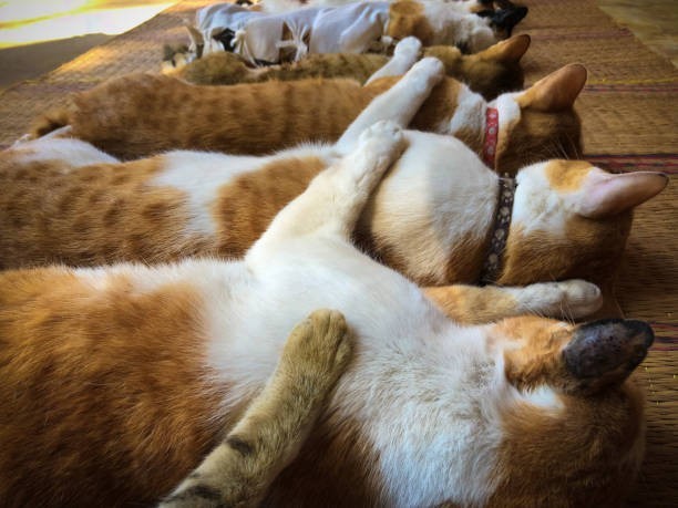 Cats sleep facing areas with the most spiritual activity