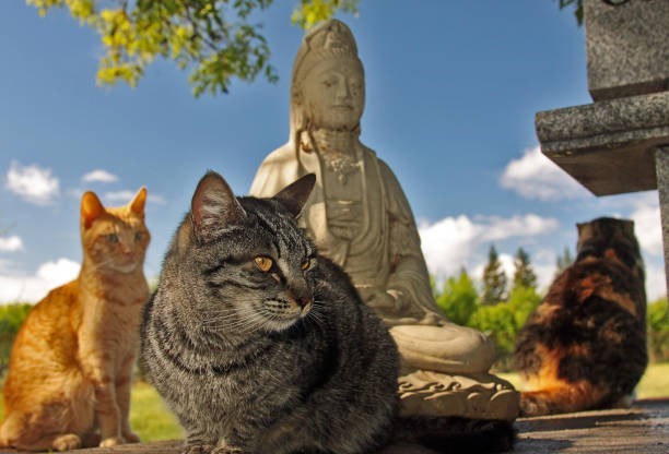 Some believe cats can reincarnate and return to you