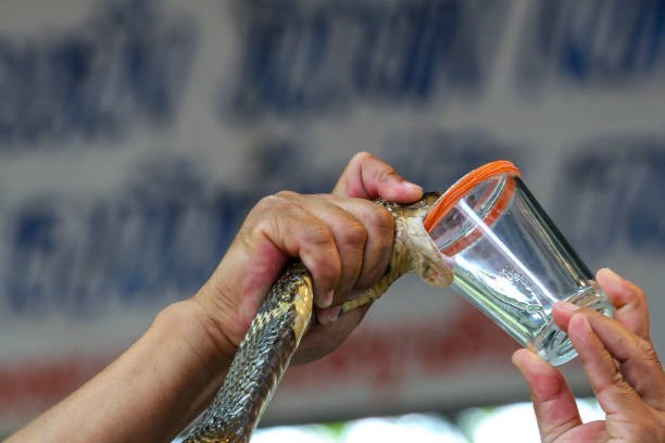 Snake Milker
