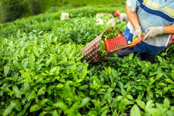 All "Real" Teas Come from One Plant