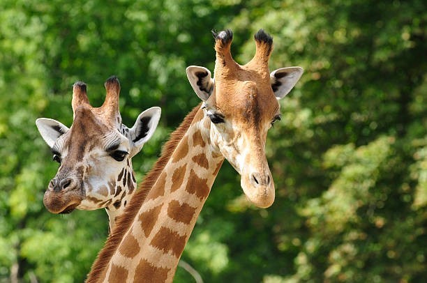 🐶 Tie Up Your Giraffe in Georgia