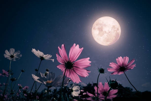 🌕 Myth: Full Moons Boost Fertility