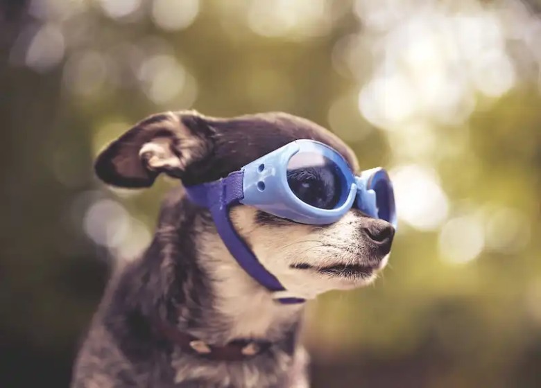 Doggles 🐶🕶️