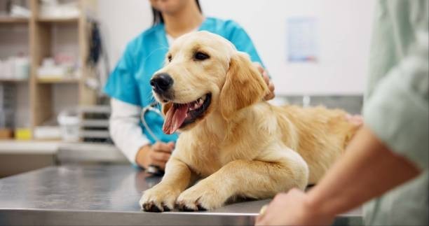 Pet Insurance 🐾