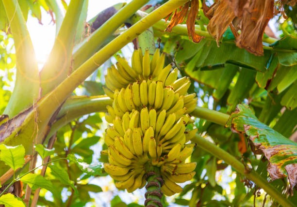 True or False: Bananas grow on trees