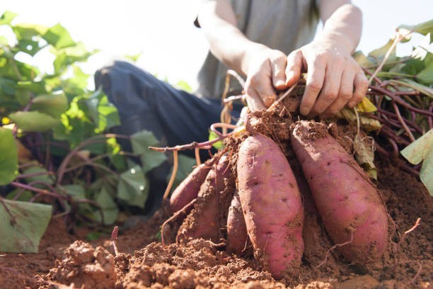 Sweet Potatoes 🍠