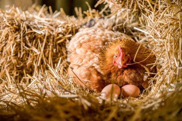 A mother hen talks to her chicks before they hatch.