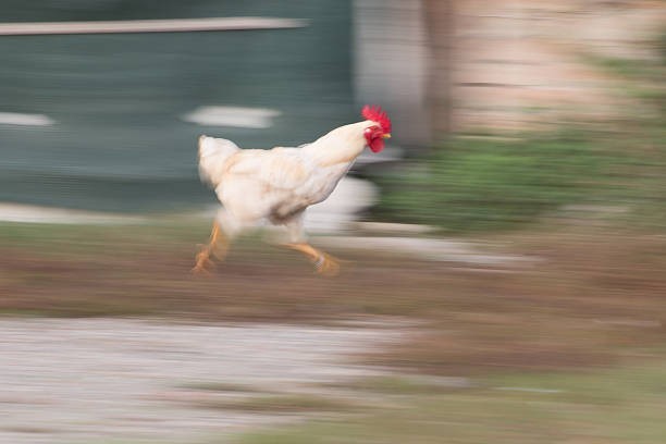 Chickens are surprisingly fast.