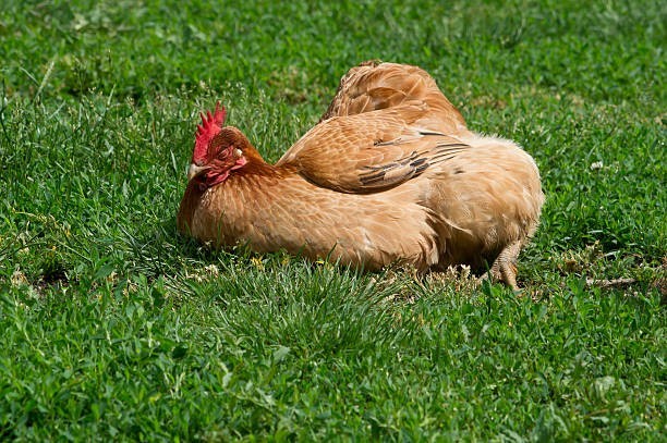 Chickens love to sunbathe.