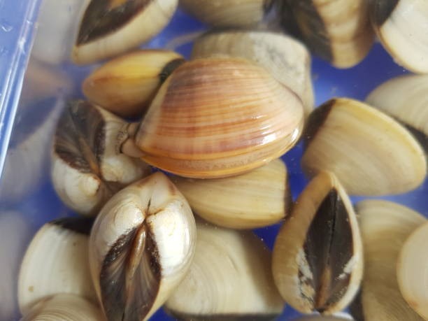 Part of the “quahog” family.