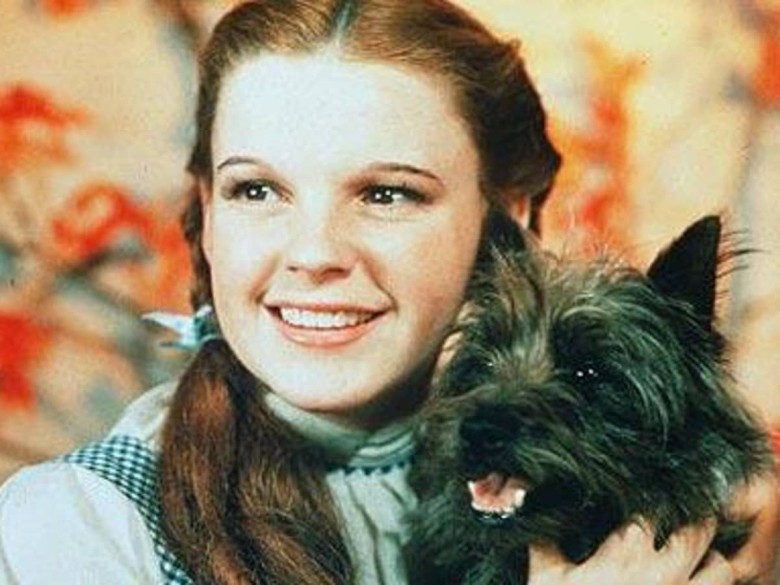 Toto was paid more than the Munchkins!
