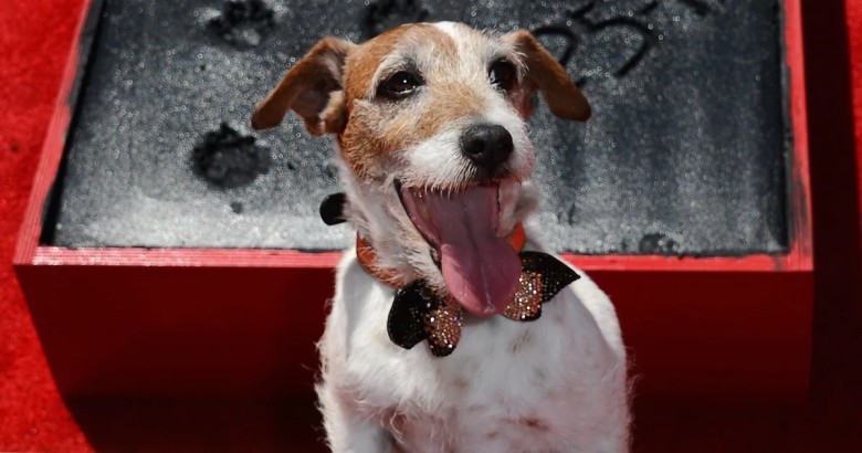 Uggie from The Artist was a rescue dog.